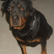 Photo de Rottweiler