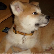 Photo d'Akita inu