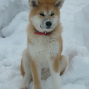 Photo d'Akita inu