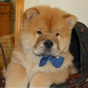 Photo de Chow chow