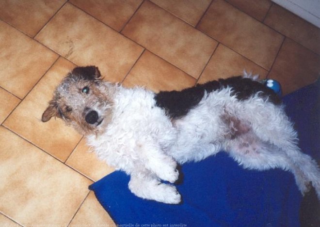 Photo de Fox terrier  poil dur