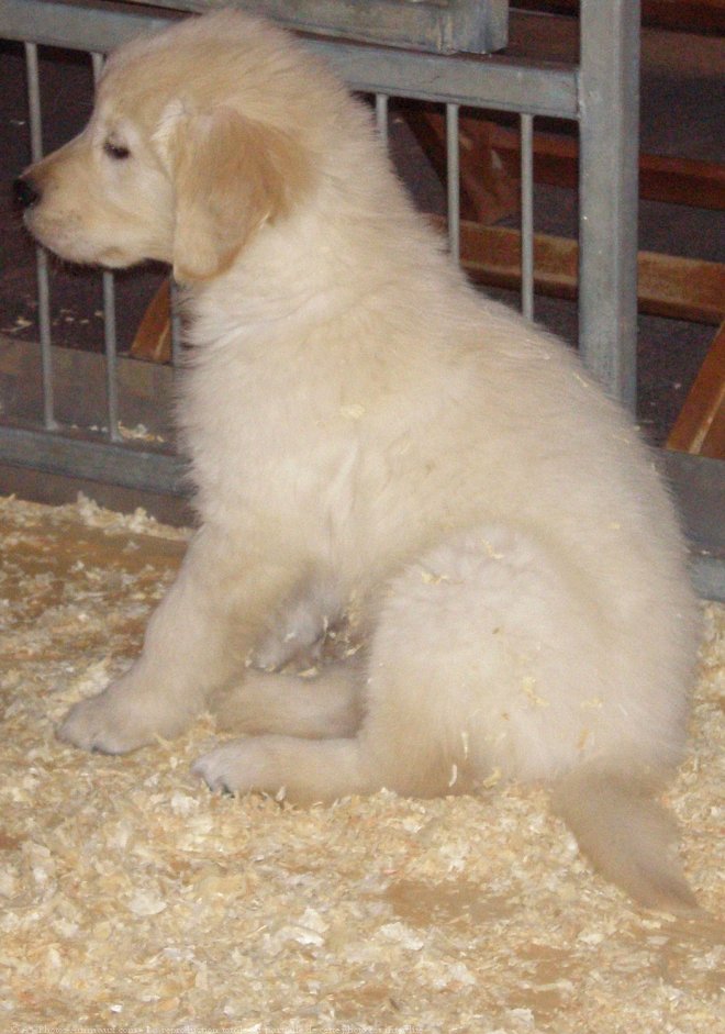 Photo de Labrador retriever