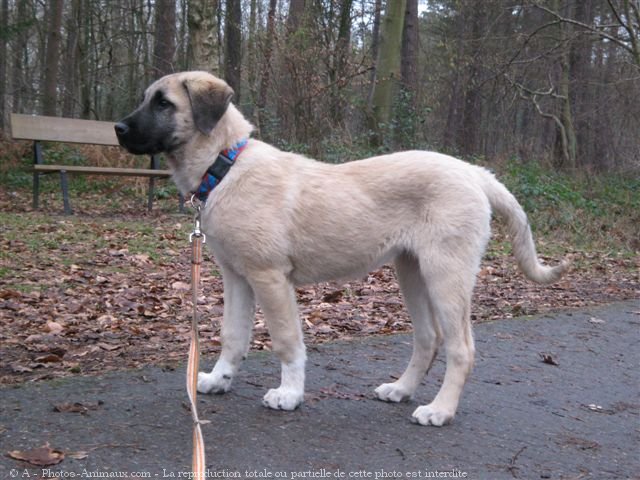 Photo de Chien de berger d'anatolie