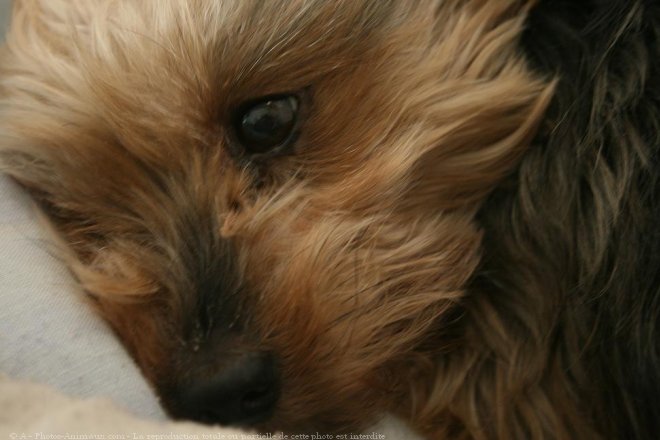 Photo de Yorkshire terrier