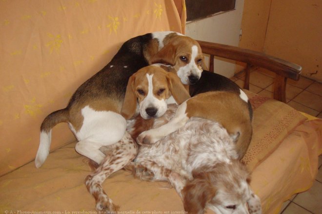 Photo de Beagle