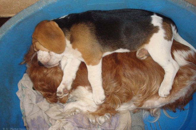 Photo de Beagle