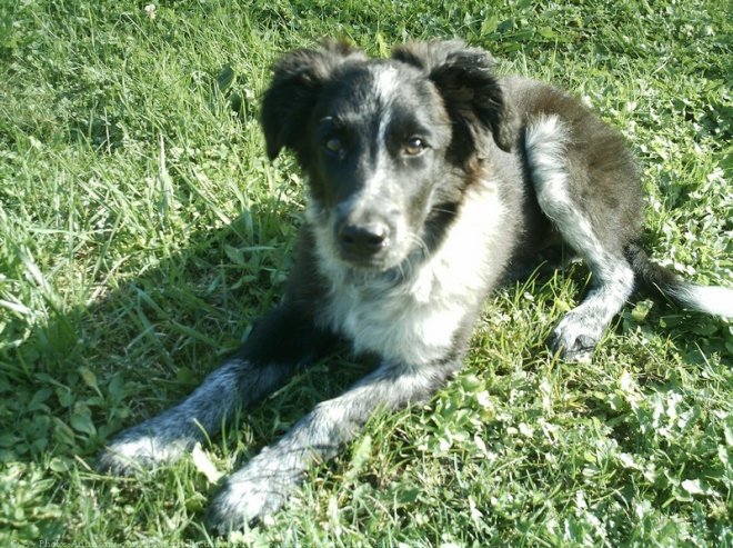 Photo de Border collie