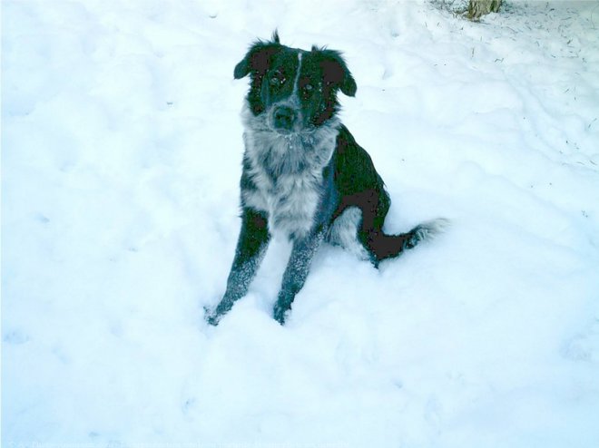 Photo de Border collie