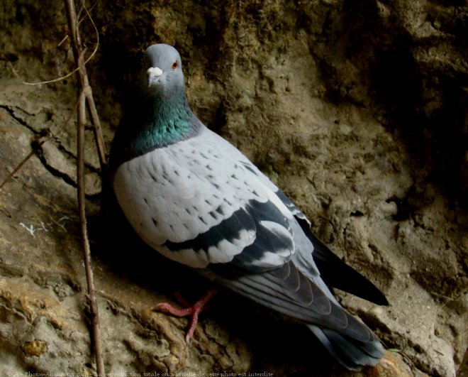 Photo de Pigeon