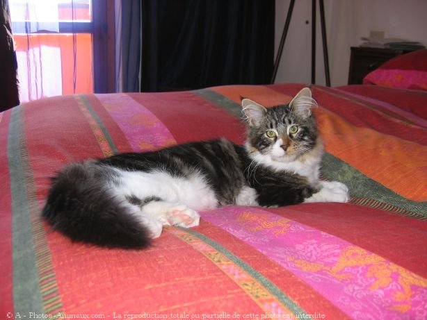 Photo de Maine coon