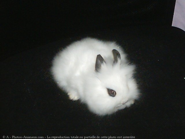 Photo de Lapin