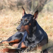 Photo de Dobermann