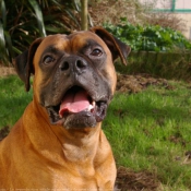 Photo de Boxer