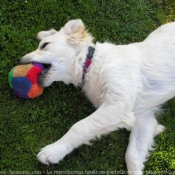 Photo de Golden retriever