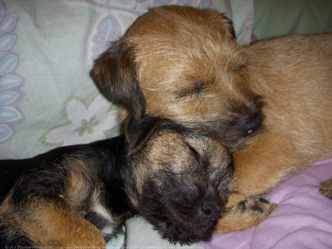 Photo de Border terrier