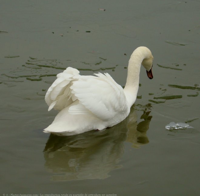 Photo de Cygne