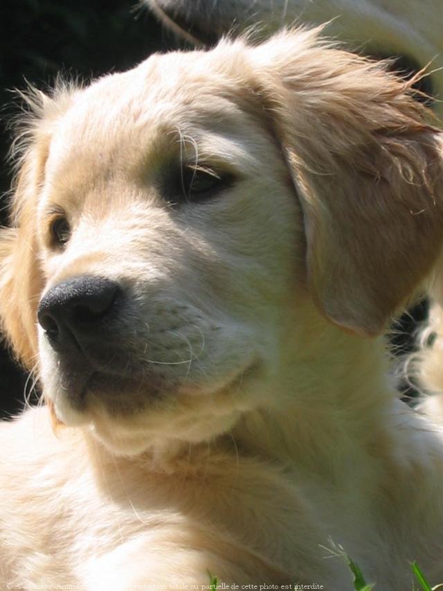 Photo de Golden retriever