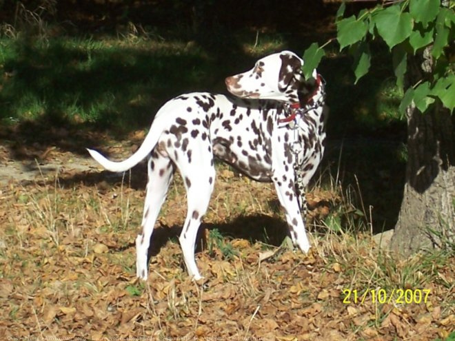 Photo de Dalmatien