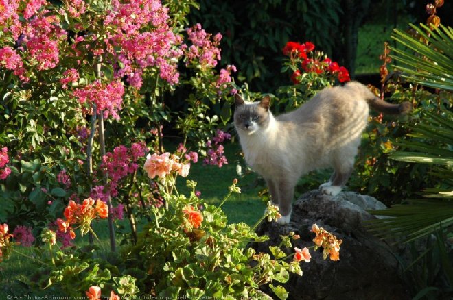 Photo de Sacr de birmanie