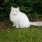 Photo de Ragdoll