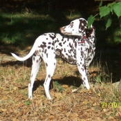 Photo de Dalmatien