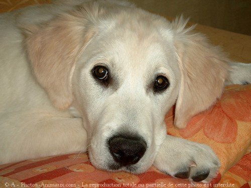 Photo de Golden retriever