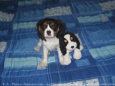 Photo de Cavalier king charles spaniel