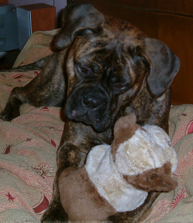 Photo de Bullmastiff