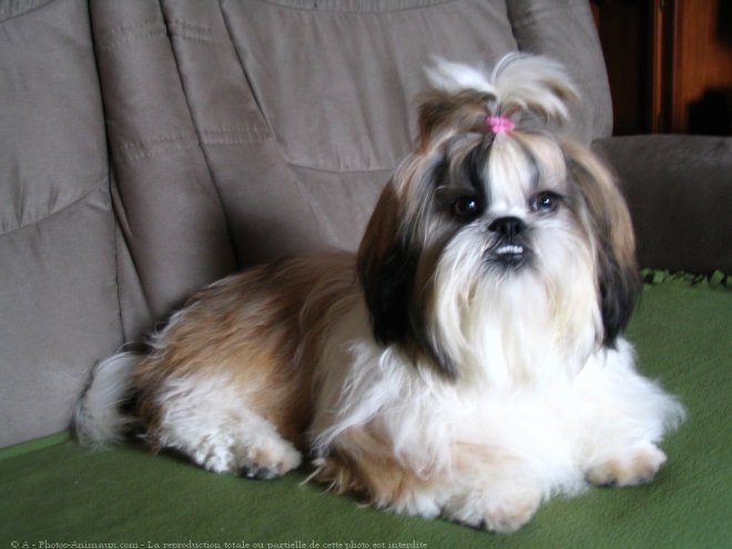 Photo de Shih tzu