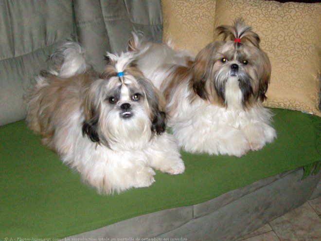 Photo de Shih tzu