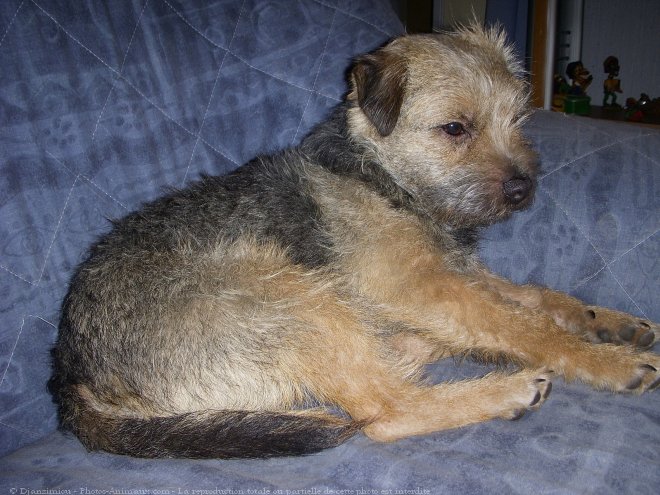 Photo de Border terrier