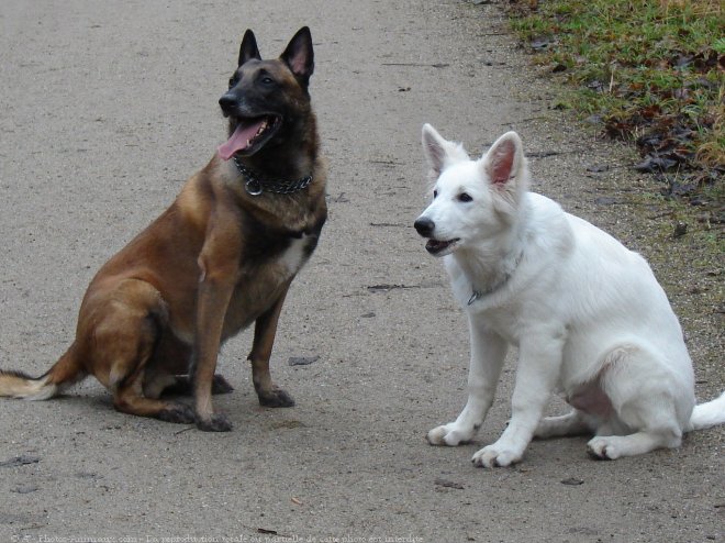 Photo de Berger blanc suisse