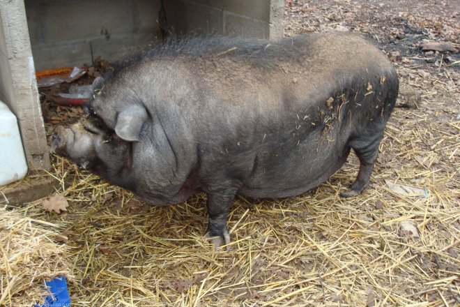 Photo de Cochon