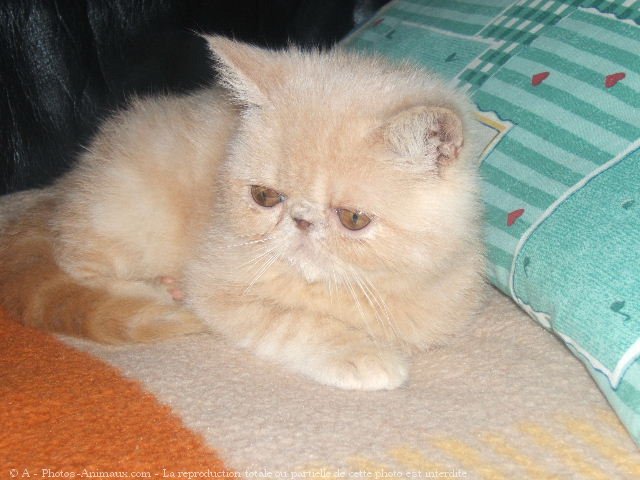 Photo d'Exotic shorthair