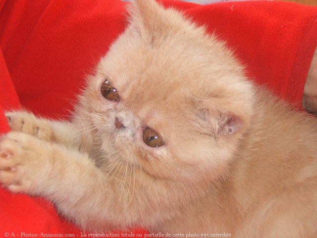 Photo d'Exotic shorthair