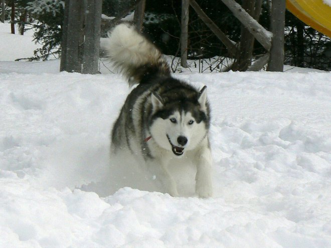 Photo de Husky siberien