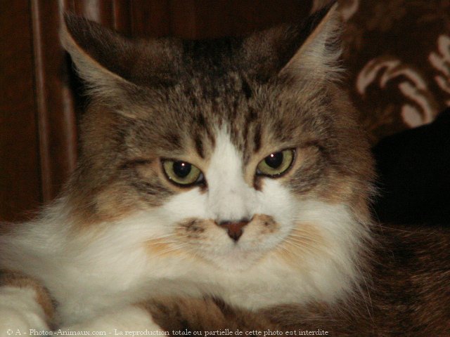 Photo de Maine coon