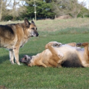 Photo de Berger allemand  poil court