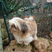 Photo de Shih tzu