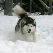 Photo de Husky siberien