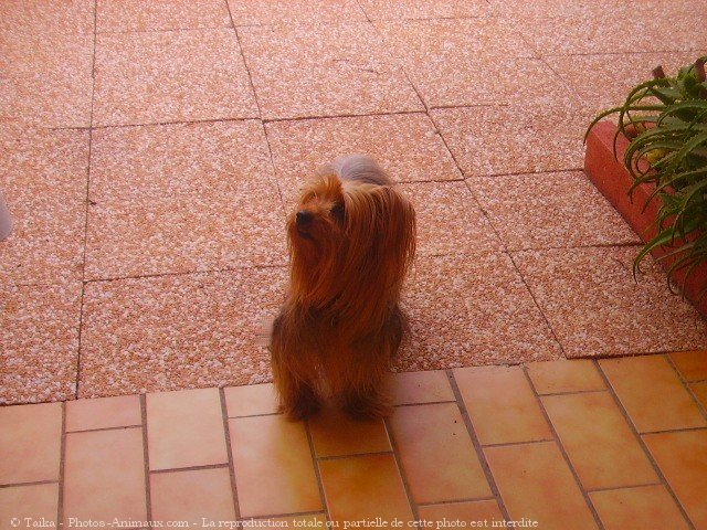 Photo de Yorkshire terrier