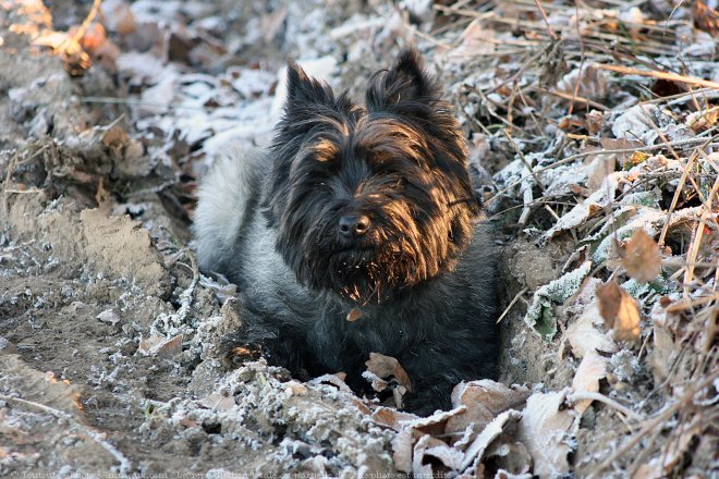 Photo de Cairn terrier