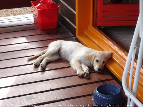 Photo de Golden retriever