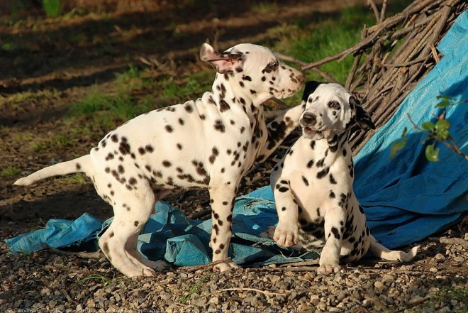 Photo de Dalmatien