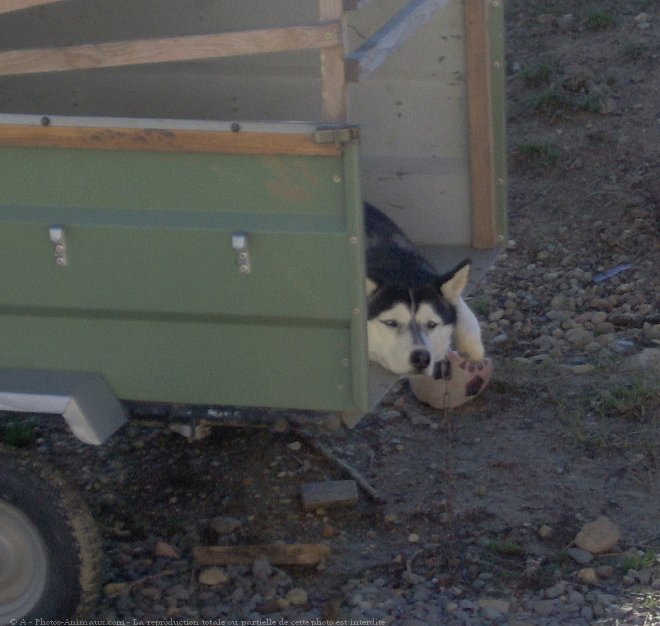 Photo de Husky siberien