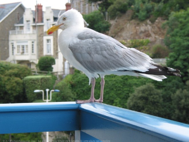 Photo de Mouette