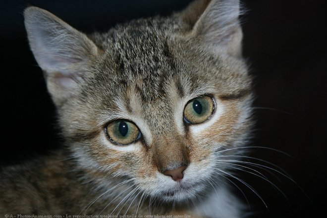 Photo de Chat domestique