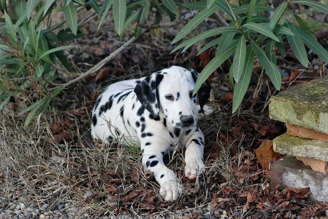 Photo de Dalmatien