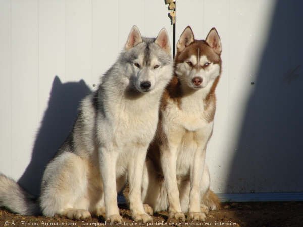 Photo de Husky siberien