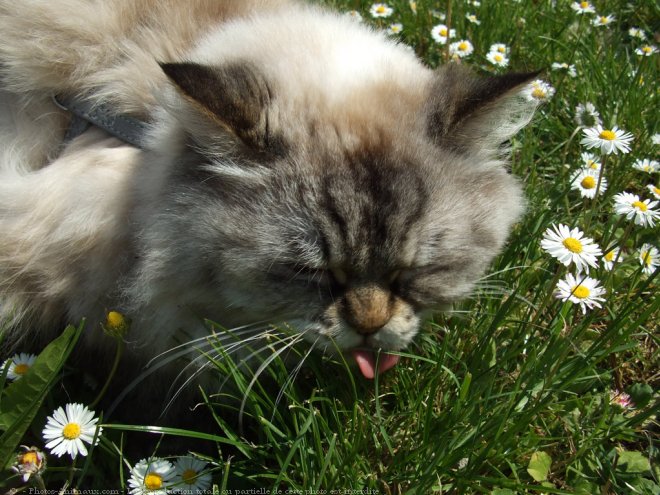 Photo de Sacr de birmanie